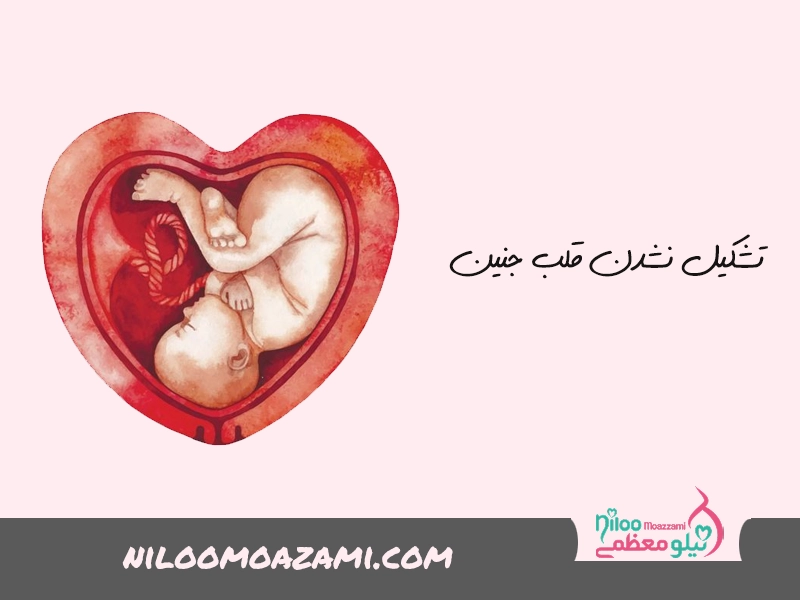 تشکیل نشدن قلب جنین